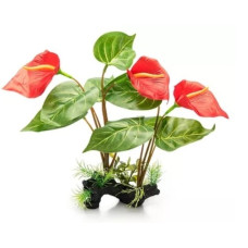 Planta Anthurium Vermelho 